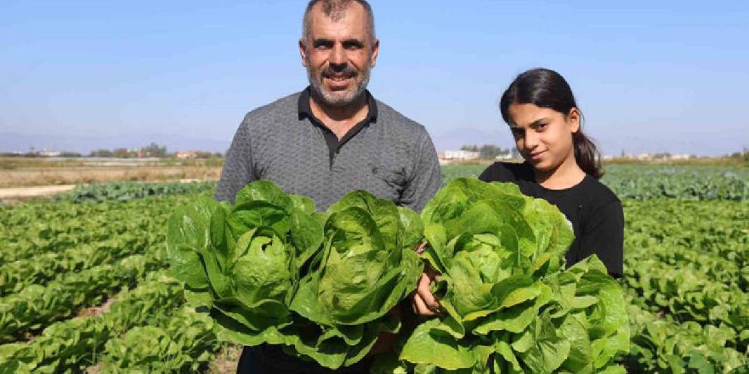 Yağmur yağdı hasat 15 gün erken başladı! Bereketli topraklardan sofralara: Tarlada 25 olsa da manavda 70 TL! 2